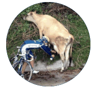 LOGO des "Cales en bourre"